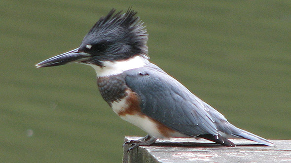 Kingfisher on the hunt