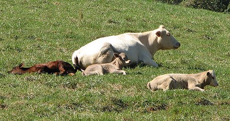 Cow and calves in the pasture