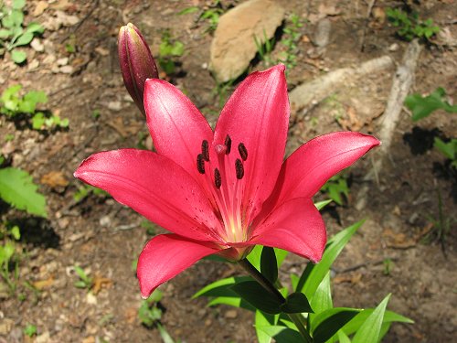 Summer Garden Color