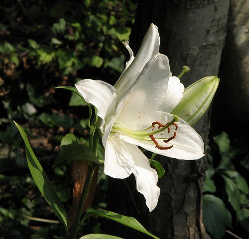 White Lily - June 2012