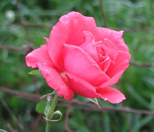 First Rose bloom - May 1, 2012