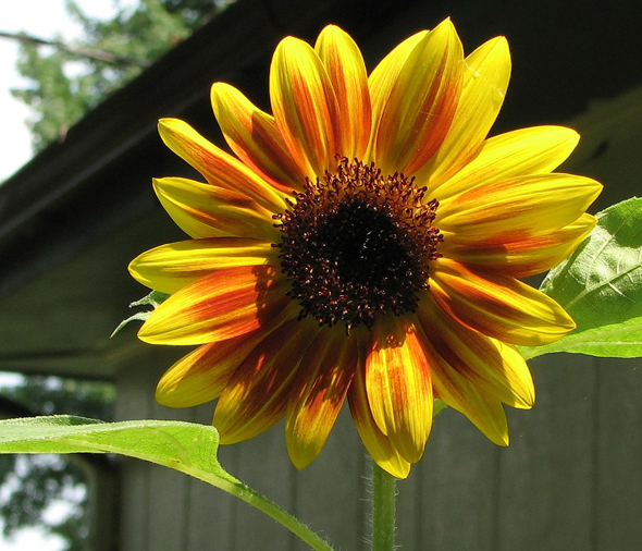 August « 2010 « Rose Cottage Ltd