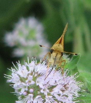 Moth at lunch