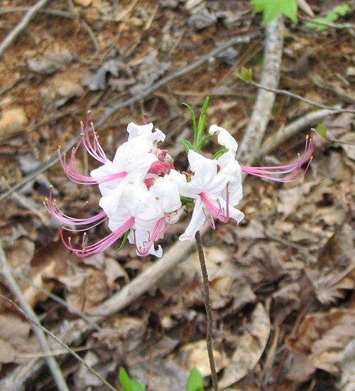 Mountain Laurel