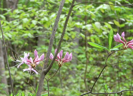 Mountain Laurel in bloom