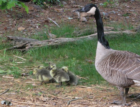 Goose family - 2011