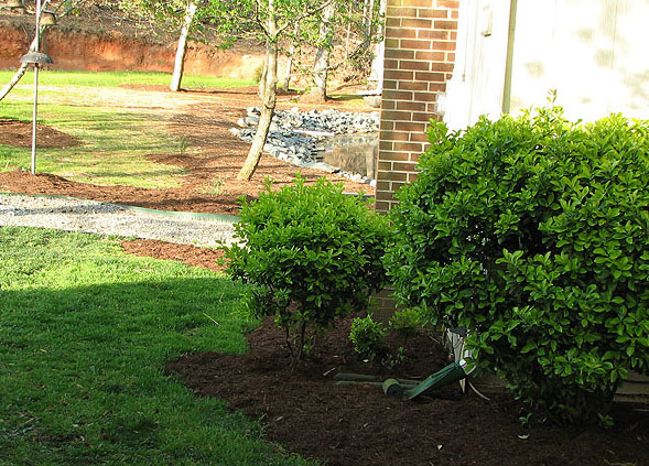 Mulched border