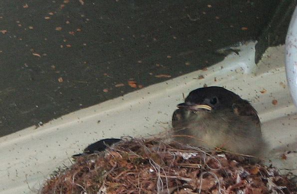 Dark-eyed Junco chicks in nest