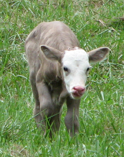 New calf