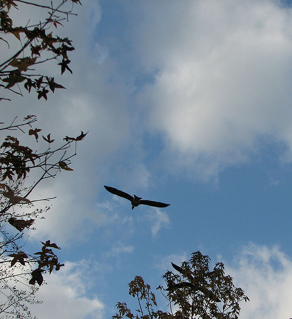 Goose flying image