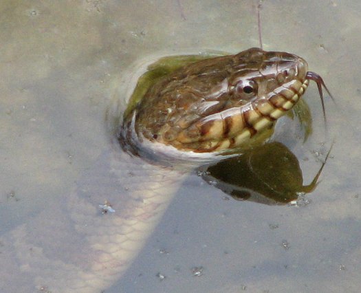 Northern Water Snake image