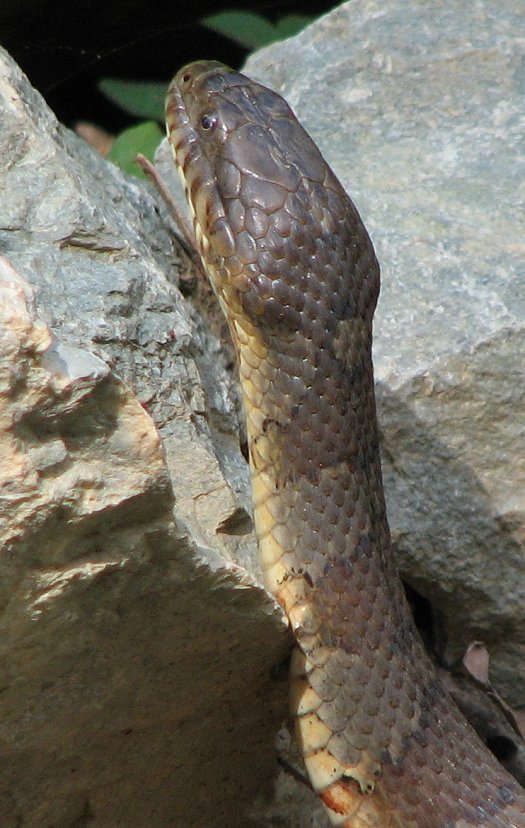 Northern Water Snake image