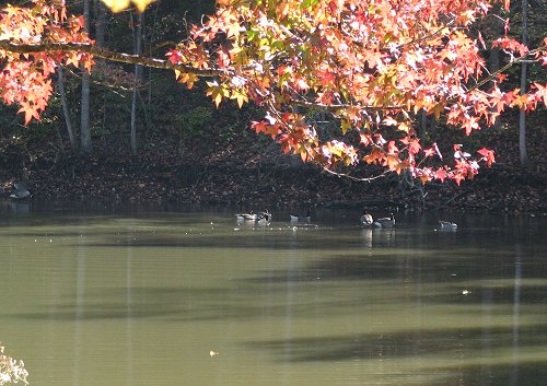 October 2012 - NC Fall color