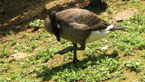 Goose - 8.5 weeks old