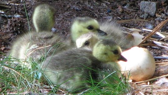 Goslings - First day out of the eggs