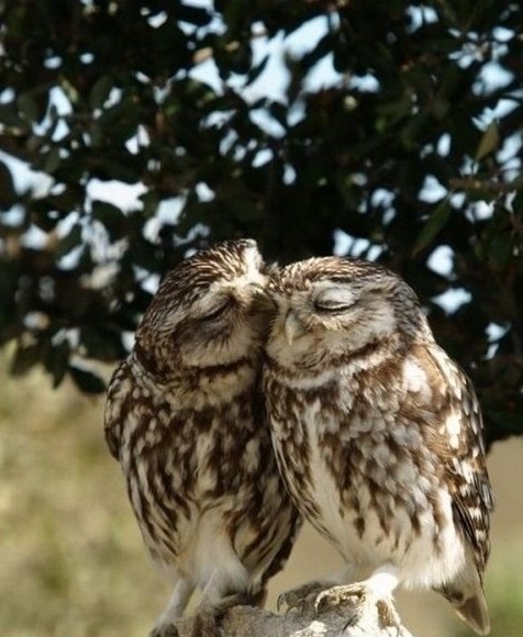 Owls
