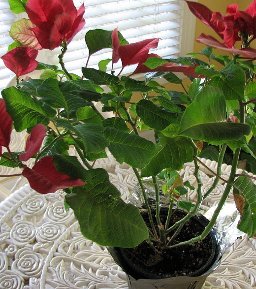 Poinsettia - growing well in August