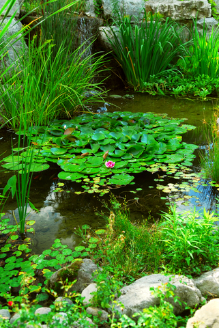 Pond Plants