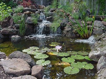 Pond plants