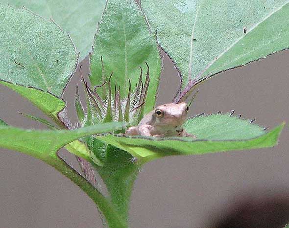 Tiny frog