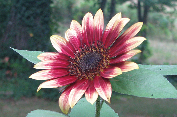 Mexican Sunflower