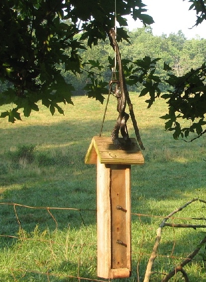 Snake attack on finch feeder - Day Two