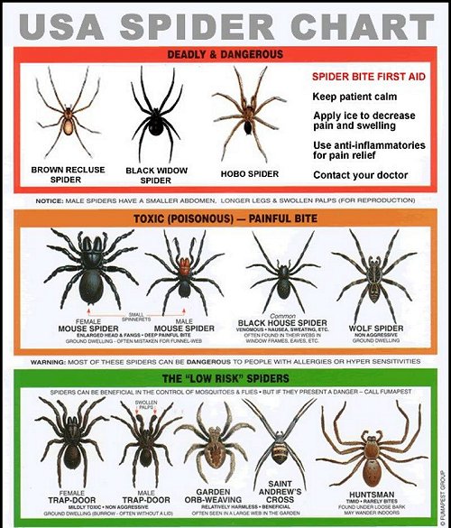 Spider ID chart