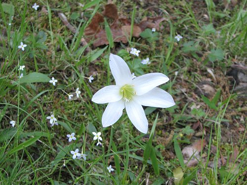 Starflower - Naturalized