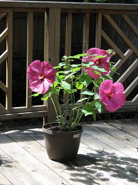 Hibiscus