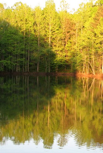 Rural Pond - North Carolina