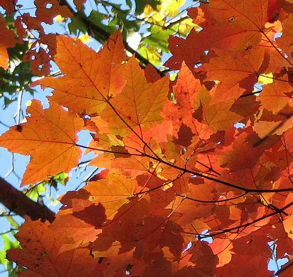Maple leaves image