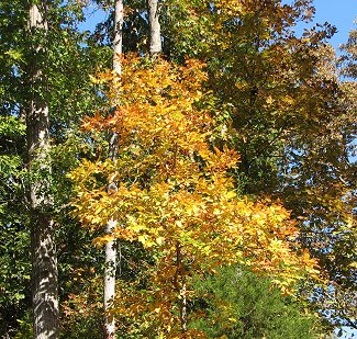 Trees changing color - North Carolina 2012