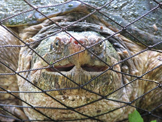 Large snapping turtle in NC lake