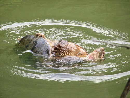 Male snapping turtles in a death grip...image