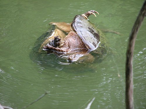 Male snapping turtles fighting in lake