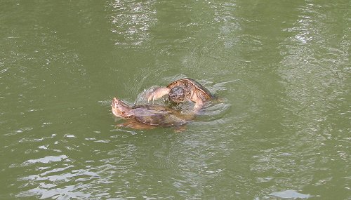 Turtle Fight - Nearly prehistoric in nature