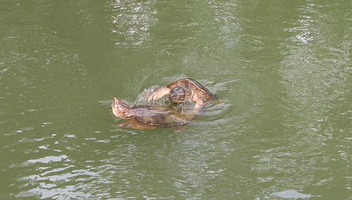 Turtle Fight - Nearly prehistoric in nature