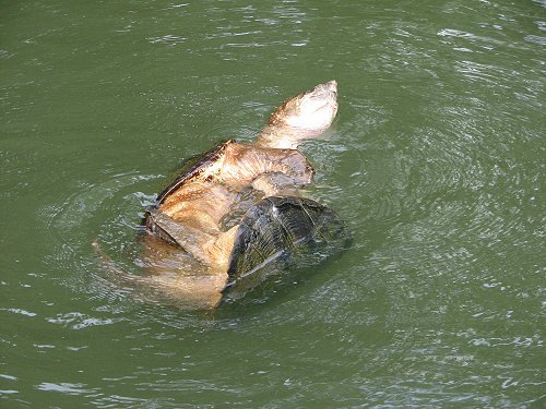 Turtle Wars - Image of two fighting snapping turtles