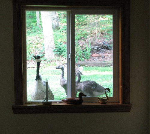 Nosy geese