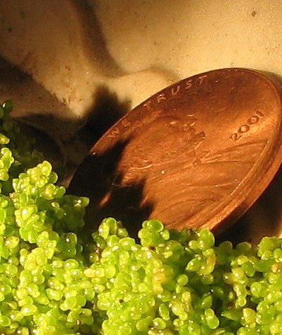 Water meal image