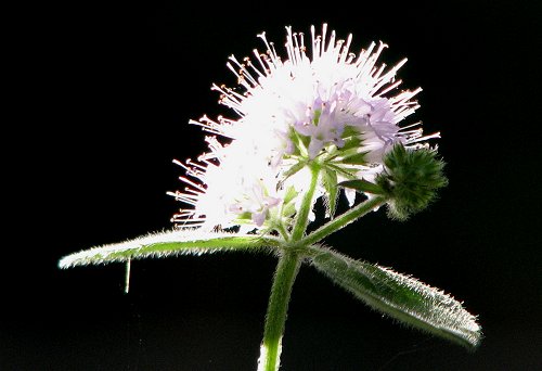 Water Mint Flower