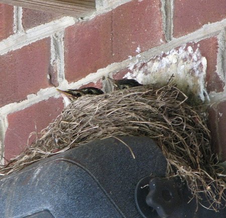 Robins - about to leave the nest