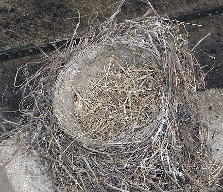 Sturdy Robin's nest