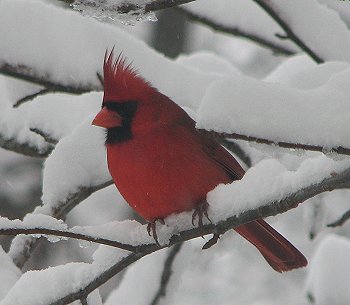 Cardinal image