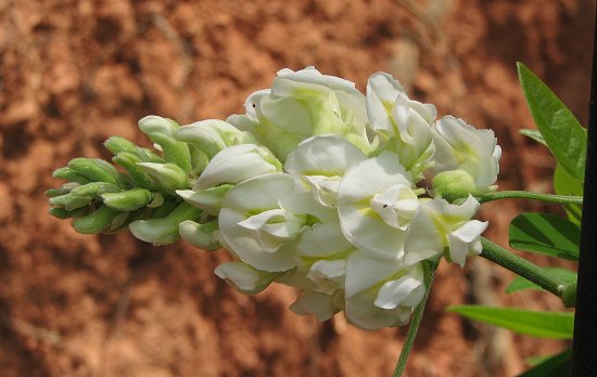 Wisteria bloom image - White