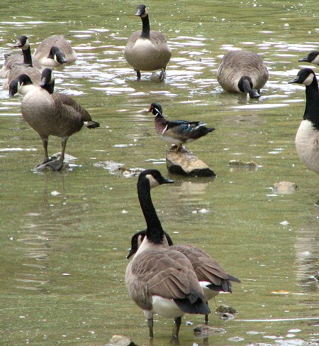 Wood Duck and Geese image