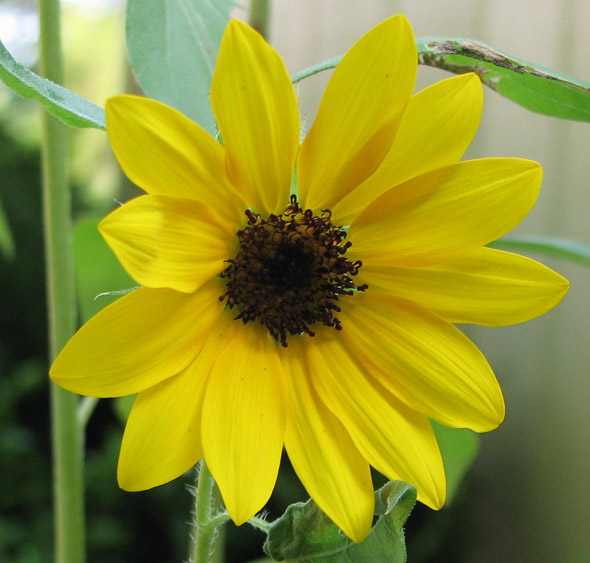 yellow Mexican Sunflower « Rose Cottage Ltd